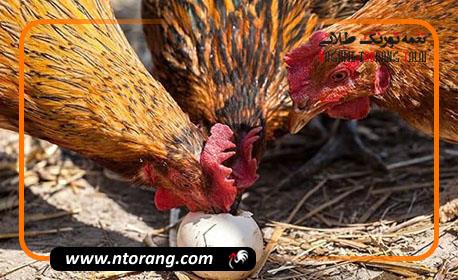 چرا مرغ کرچ تخم مرغ هایش را می‌خورد؟